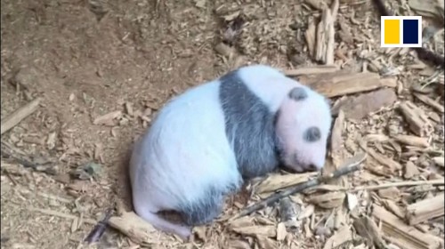 Why this sleeping wild baby panda in China is a really big deal
