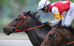 Perfect Triumph wins at 67-1 at Sha Tin last Saturday, and followers of the SCMP Racing Post Twitter account would have been on. Photo: Kenneth Chan