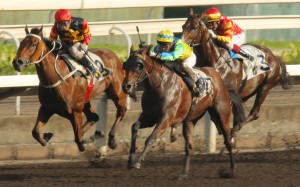 Rich Tapestry is unbeaten on Sha Tin's all-weather track, which is actually dirt. He added to his dirt record with a Grade One victory in Sunday's Santa Anita Sprint Championship. Photo: Kenneth Chan
