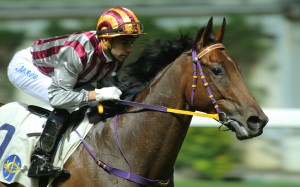 Romantic Touch, pictured here after winning at Happy Valley in January, ran third to Luger in Sunday's Hong Kong Derby. Photo: Kenneth Chan