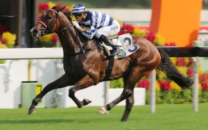 The emphatic win of Packing Pins stamped him as one of Hong Kong's most promising horses, with Group races now on his agenda. Photo: Kenneth Chan