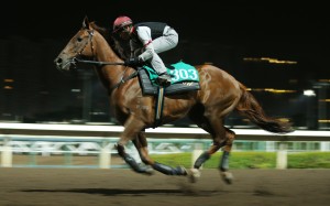 It's a case of déjà vu for Hong Kong's Horse of the Year Able Friend, who is on the sidelines after a trackwork incident last week. Photo: Kenneth Chan