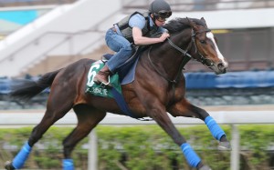 Ryan Moore's current standing in world racing should ensure that he gets frequent and real opportunities from Hong Kong's owners and trainers. Photos: Kenneth Chan 