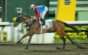 Gun Pit will be heading for Dubai after he runs under a big weight in Saturday's Centenary Vase at Sha Tin. Photo: Kenneth Chan