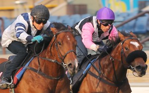 HAPPY COOPERATION, ridden by Zac Purton, won the barrier trial batch 2 over 1000Metres (Turf). BEAUTY PRINCE(left 2) ridden by Neil Callan and PINZALOT(left 1) ridden by Richard Fourie at Sha Tin. 20OCT15