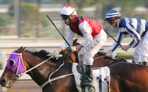 Race 9, Multivictory, ridden by Howard Cheng, won the Chinese Club Challenge Cup(HK Group 3, 1400m) at Sha Tin on 01Jan16.