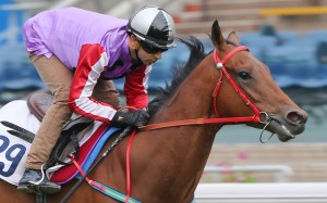 Perpetual Joyance looks well placed to win a couple of races before the season is out. Photo: Kenneth Chan