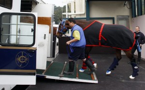Gun Pit departed Hong Kong for Dubai on Thursday morning, with Caspar Fownes’ galloper hoping for a berth in the world’s richest race, the Dubai World Cup. Photo: Hong Kong Jockey Club