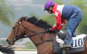 Joyful Trinity, pictured in a February barrier trial, has caught the eye in two Sha Tin efforts to date. Photo: Kenneth Chan