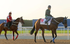 Gun Pit (right) and Peniaphobia go back to stable after gallop on the Meydan track in Dubai. Photos: Kenneth Chan