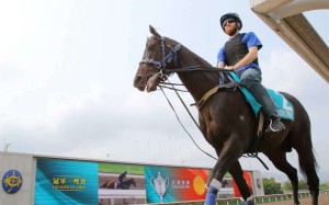 Bow Creek, with Richard Cronin aboard, prepares for a morning hitout on the all-weather track at Sha Tin on Friday. Photos: Kenneth Chan