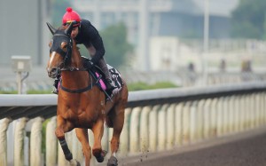 Lucky Bubbles ridden by Brett Prebble has a gallop on the all-weather track at Sha Tin on Friday. Photos: Kenneth Chan