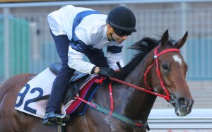 House Of Fun looks ready to make a winning debut at Happy Valley. Photo: Kenneth Chan
