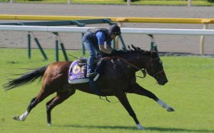 Maurice looked in good condition and his handler said he would be at 100 per cent given another week. Photos: Kenneth Chan