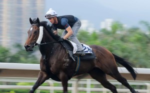 Green Card looks a solid banker in the final leg of Sunday’s Triple Trio. Photos: Kenneth Chan