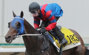 The Breeders’ Cup dream is over for Gun Pit. Photos: Kenneth Chan