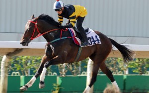 D B Pin strides out in a recent barrier trial. Photos: Kenneth Chan
