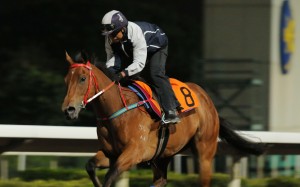 The nine-time champion trainer is the master at progressing young horses through the grades and the Magic Man will be the beneficiary at Sha Tin on Saturday