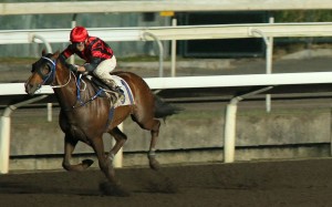 Keith Yeung guides Vanilla to one of the most dominant wins of the season in the Class Four Morse Park Handicap on Wednesday night. Photos: Kenneth Chan