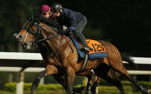 John Moore says his French import Helene Charisma is adapting quickly at Sha Tin. Photos: Kenneth Chan