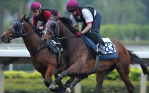 Werther (right), galloping on the all-weather track at Sha Tin, will not be helped by the soft conditions. Photos: Kenneth Chan