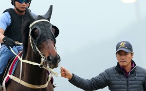 Tony Cruz leads Pakistan Star on to the track at Sha Tin. He hopes his four-year-old can do the talking in Sunday’s Audemars Piguet QE II Cup. Photos: Kenneth Chan