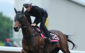Chad Schofield rides Polymer Luck on Monday morning. Photos: Kenneth Chan