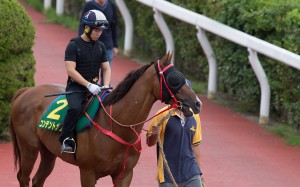Trainer confident of a better showing in Tokyo feature after disastrous 2016 campaign despite his horse again trimming down