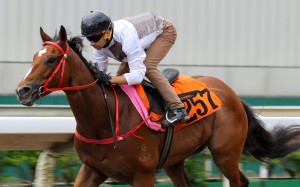 Ivoctory cruises around in a 1,050 metre dirt trial on July 7 at Sha Tin. Photos: Kenneth Chan.
