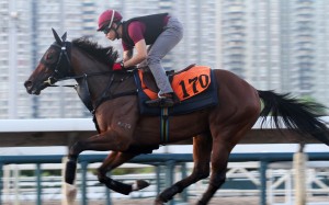 MAGIC LEGEND galloping on the all weather track at Sha Tin on 08Sep17.