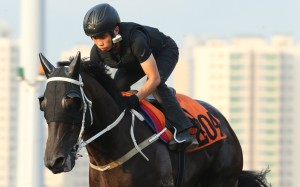 Multigogo works in blinkers. Photos: Kenneth Chan