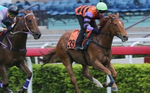 Speedy King trials nicely for Neil Callan at Sha Tin. Photos: Kenneth Chan.