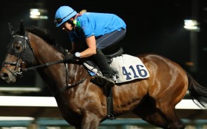 Sichuan Boss gallops at Sha Tin on Monday morning. Photos: Kenneth Chan