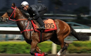 Zac Purton gallops Dollar Reward on the all-weather track on Thursday morning. Photos: Kenneth Chan