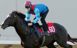 The four-year-old is yet to race in Hong Kong but is already one of the top picks for the HK$18 million feature in March and gets his first chance to impress local fans on Monday at Sha Tin