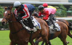 Karis Teetan guides Refined Treasure to a barrier trial victory in November. Photo: Kenneth Chan