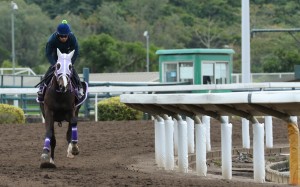 The leading local jockey is confirmed as the rider for Chris So’s dirt specialist at Meydan