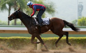 Dazzle Winner trials at Sha Tin. Photo: Kenneth Chan