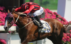 Joao Moreira pushes out Eagle Way to win the Queen Mother Memorial Cup last year. Photos: Kenneth Chan
