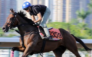 Shining On gallops on Sha Tin’s all-weather track. Photo: Kenneth Chan