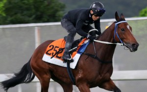 Southern Legend gallops on the turf at Sha Tin on Thursday morning. Photos: Kenneth Chan