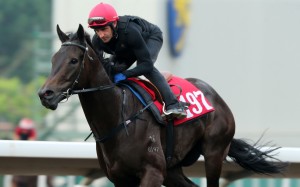Neil Callan gallops My Winner at Sha Tin. Photos: Kenneth Chan