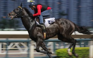 Mega Red gallops at Sha Tin on Thursday morning. Photos: Kenneth Chan