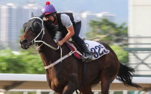 Pakistan Star gallops at Sha Tin on Thursday morning. Photos: Kenneth Chan