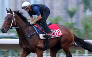 Bellagio gallops on the Sha Tin all-weather track. Photos: Kenneth Chan