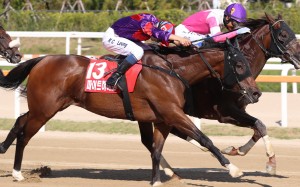 Fight Hero finishes a gallant second behind Moanin in the Korea Sprint. Photo: HKJC