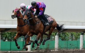 Fight Hero wins a barrier trial on his much preferred all-weather track late last month. Photos: Kenneth Chan