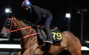 Furore is put through his paces on the all-weather track on Thursday morning. Photos: Kenneth Chan