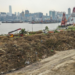 Th government has piled a mass of tree waste at the former Kai Tak airport site. Photo: Winson Wong