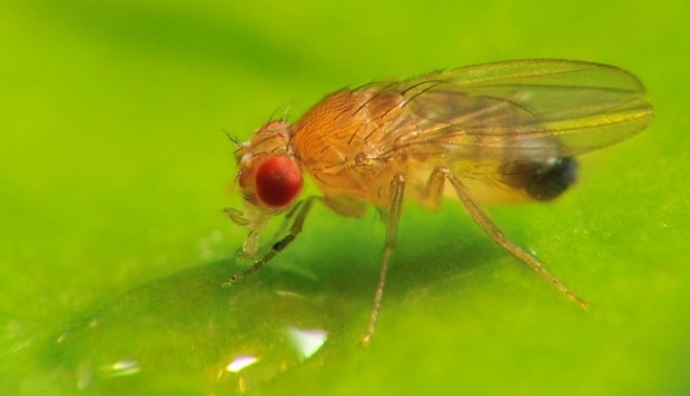 Learning from fruit flies | South China Morning Post